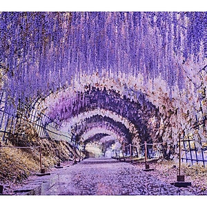 Cây Tử Đằng Nhật Bản - cây cảnh đẹp + tặng phân bón cho cây