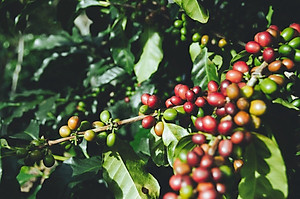 Cà phê bột truyền thống số 1 (500gr) Coffee Tree 100% nguyên chất gu đậm hương nhẹ