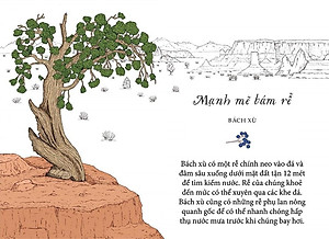 Sống Như Những Cái Cây - Những Bài Học Nhỏ Để Có Nguồn Hạnh Phúc Bất Tận (Tái Bản 2021)