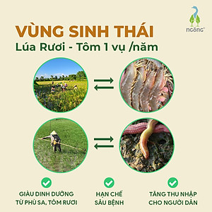 Gạo Ngỗng Sinh Thái ST25 Xát Trắng 3kg