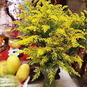 Combo 50 gói Nước cắm hoa lâu tàn dạng bột 5gr của Israel giúp hoa Hoàng Anh và hoa khác tươi lâu và hạn thay nước cho hoa