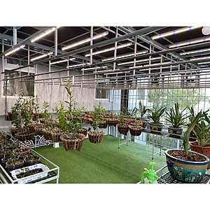 Đèn Trồng Cây và Quang Hợp Cho Lan, Chính Hãng Rạng Đông, Phổ Chuyên Dụng WBU, Công Suất 16W/25W/50W - Hàng chính hãng