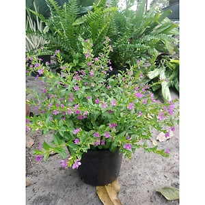 Cây Cẩm Tú Mai - Cây cảnh mini