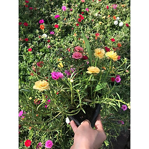 Cây hoa mười giờ - Cây cảnh trang trí + Tặng phân bón cho cây mau lớn