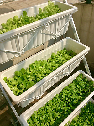 1L Phân Hữu Cơ Vi Sinh pha ra 300L Bón Rau, Hoa Cảnh & Cây Ăn Trái