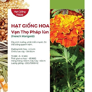 Hạt Giống Hoa Vạn Thọ Pháp Lùn - Vạn Thọ Lửa ( 3 Gói )