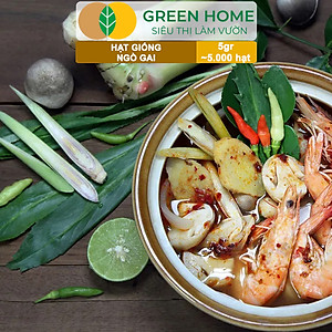 Hạt Giống Ngò Gai Greenhome, Gói 5gr~5000 hạt, Mùi Tàu, Dễ Trồng Quanh Năm, Nảy Mầm Cao, Thu Hoạch Nhanh, Năng Suất Cao G08