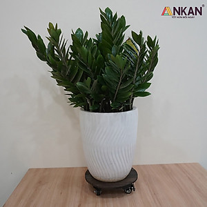 Đế Lót Chậu Cây Có Bánh Xe ANKAN - Hình Tròn D30cm, Gỗ Tràm Bông Cao Cấp, Chịu Tải 120kg (Màu Xám Đen)