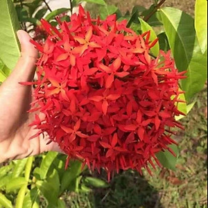 Mẫu Đơn Mỹ Đỏ - cây bông trang mỹ + tặng phân bón cho cây