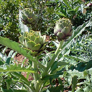 Hạt giống Atiso xanh VTS12