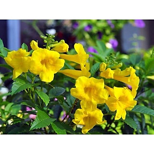 Cây Hoàng Yến - Cây cảnh vườn