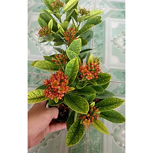 Cây Mai Thái - Cây cảnh vườn + tặng phân bón cho cây