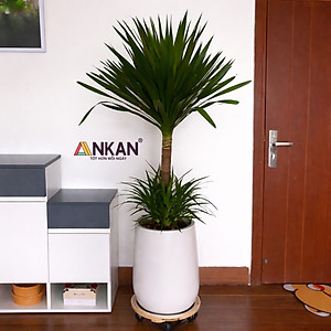 Đế Lót Chậu Cây ANKAN Có Bánh Xe - Gỗ Tràm Mặt Tròn 30cm, Tải Trọng 60kg - Màu Vàng