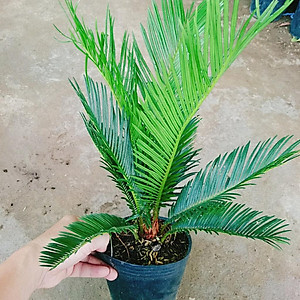 Cây Thiên Tuế - cây cảnh để bàn + tặng phân bón cho cây mau lớn