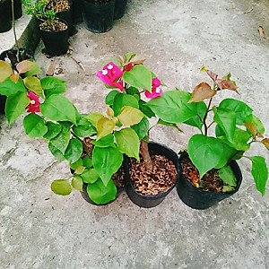 Cây hoa giấy đổi màu Ấn Độ - cây cảnh để bàn + tặng phân bón cho cây