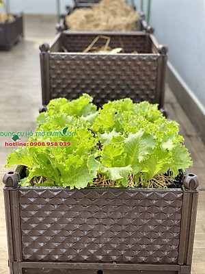 HẠT GIỐNG XÀ LÁCH 978 PHÚ NÔNG