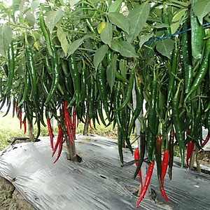 Hạt giống Ớt Hàn Quốc trái dài VTP115