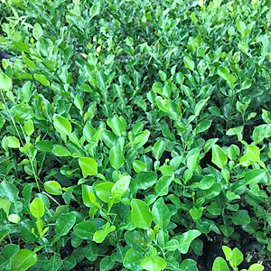 Cây Giống Chúc (Chanh Thái) Cao 20cm – Lá Thơm – Dễ Trồng – Dùng Làm Gia Vị Nấu Ăn