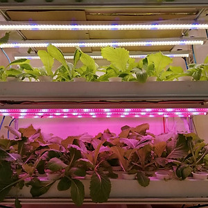 Đèn LED Trồng Cây, Đèn Quang Hợp Trồng Rau, Hoa và Cây Cảnh Trong Nhà, Đảm Bảo - Hàng chính hãng