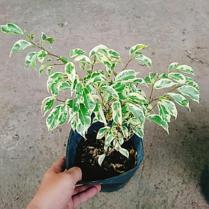 Cây Si Bonsai Cẩm Thạch - cây cảnh bonsai + tặng phân bón cho cây