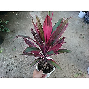 Cây phát tài đỏ - cây cảnh để trong nhà + tặng phân bón cho cây