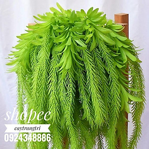 Cụm Rủ Đuôi Chồn Trang Trí dài 45cm 5 nhánh