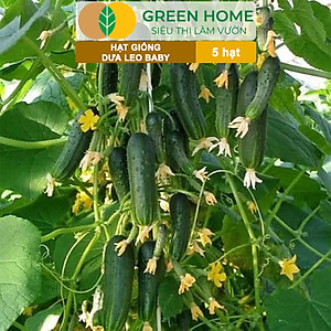 Hạt Giống Dưa Leo Baby Greenhome, Gói 5 Hạt, Trái Suôn Dạng Chùm Giòn Ngọt, Dễ Trồng Quanh Năm, Năng Suất Cao T01