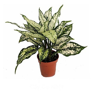 CÂY NGỌC NGÂN - Cây cảnh phong thủy trang trí nhà cửa văn phòng + Tặng phân bón cho cây mau lớn