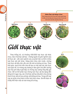 Bách Khoa Thư Về Thế Giới Thực Vật - Cây, Lá, Hoa Và Hạt