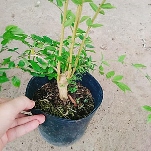 Cây Mai Chiếu Thủy - cây cảnh bonsai