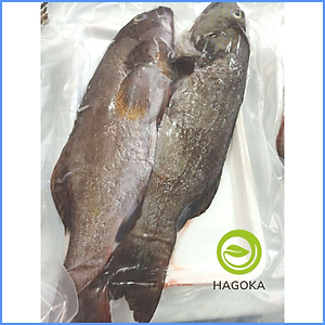 [Chỉ giao HCM] 500gr CÁ MÚ SAO (1 con từ 800gr-1,5kg)