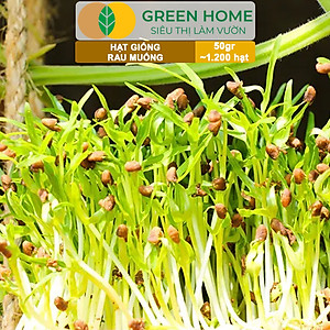 Hạt giống rau Muống cao sản, gói 50g~1200 hạt, dễ trồng, thu hoạch nhanh R09