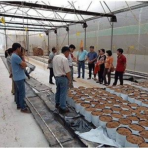 Keo Bẫy Bọ Phấn Trắng Israel Gây Hại Dưa Lưới (cuộn 20 mét) và bẫy các loại côn trùng trong nông nghiệp khác 