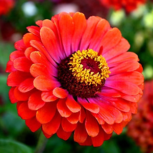 Hạt giống hoa cúc ngũ sắc Zinnia VTP73