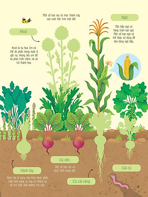 First Sticker Book - Sách Dán Hình Đầu Đời Cho Bé - Trái Cây Và Rau Củ