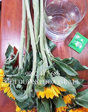 Bột Cắm Hoa ISRAEL (Combo 50 gói dưỡng hoa), Hiệu Longlife giữ hoa tươi lâu gấp 2 lần và 14 ngày không thay nước mới