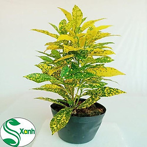 Cây Vàng Bạc Lá Lớn - Cây cảnh trang trí + Tặng phân bón cho cây mau lớn