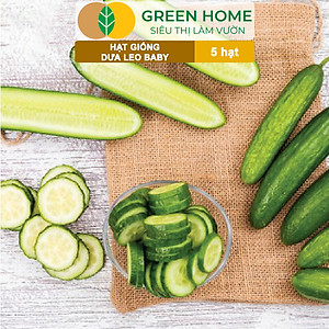 Hạt Giống Dưa Leo Baby Greenhome, Gói 5 Hạt, Trái Suôn Dạng Chùm Giòn Ngọt, Dễ Trồng Quanh Năm, Năng Suất Cao T01
