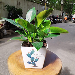 Chậu sứ vuông vát in hình siêu đẹp, trồng cây văn phòng, cây phong thủy, cây để bàn