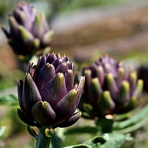 Hạt Giống Atiso Đà Lạt Bông Tím Gói 1gram - Hạt Giống Sen Vàng