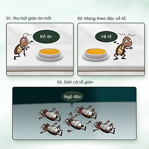 Thuốc diệt gián sinh học AMB, Viện Hàn lâm khoa học Việt Nam, diệt tận gốc tất cả các loại gián, hiệu quả, an toàn.