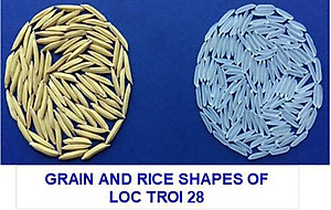 Đặc sản An Giang - Gạo Thơm Đặc Sản Thiên Vương Hạt Ngọc Trời Túi 5Kg - Đạt giải Gạo Ngon Nhất tại Hội Nghị Lúa Gạo Năm Châu 2018 - OCOP 4 Sao