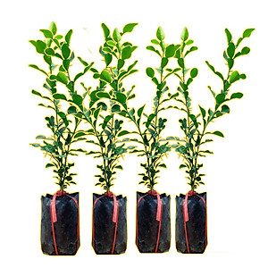 Cây chúc giống (cây chanh thái) cao khoảng 40cm