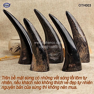 Chóp sừng trâu vật phẩm phong thủy (OTH003) HOT nhất của năm trâu vàng 2021 - giàu sang - phú quý 