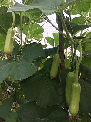 HẠT GIỐNG BẦU SAO LAI F1 RADO 26- NÃY MẦM CỰC CHUẦN, SIÊU TRÁI