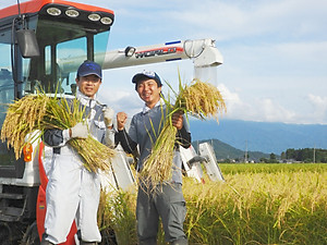 GẠO NHẬT SHIBATA KOSHIHIKARI - GẠO TRẮNG - XÁT DỐI