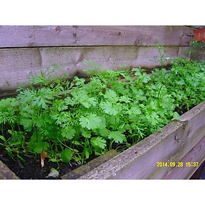 Hạt giống ngò bạc liêu Phú Nông (PN131417) - 20g