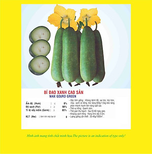 Hạt giống bí đao xanh F1 - Bí chanh giống khỏe trái sai VTP05