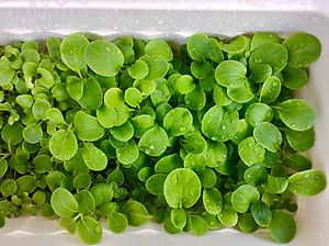 1L Phân Hữu Cơ Vi Sinh pha ra 300L Bón Rau, Hoa Cảnh & Cây Ăn Trái