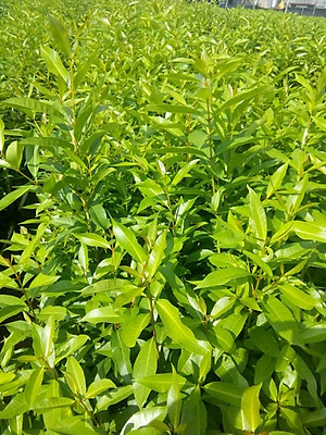 Cây, Lá vối tươi